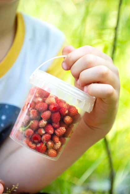 Niño sosteniendo un pequeño cubo de plástico lleno de fresas silvestres rojas maduras de cerca