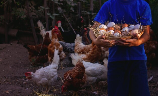 el niño sostiene una canasta con huevos de gallina en sus manos en el fondo de la granja Enfoque selectivo