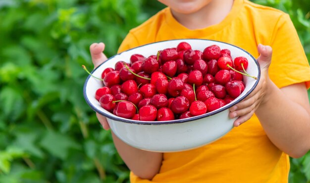 El niño sostiene un cuenco con cerezas recién recogidas.