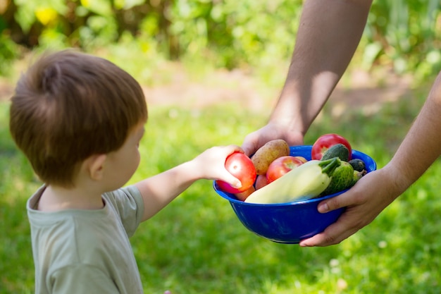 El niño sostiene un cuenco con una cosecha de verduras de verano. Granjero y niño recogen tomates, pepinos y calabacines del huerto.