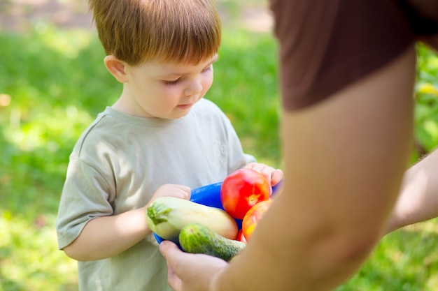 El niño sostiene un cuenco con una cosecha de verduras de verano. Granjero y niño recogen tomates, pepinos y calabacines del huerto.