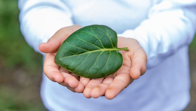 El niño sostiene una hoja en sus manos, para proteger la naturaleza. Enfoque selectivo.