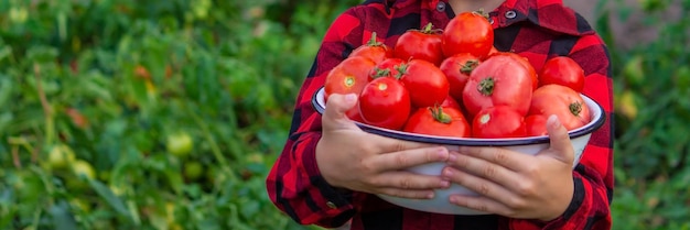 El niño sostiene un plato de tomates recién recogidos.