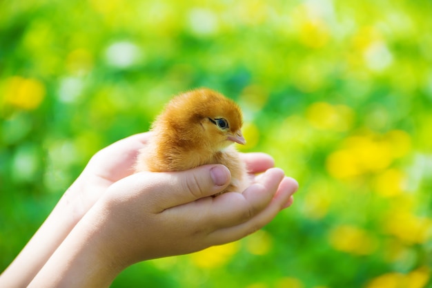 El niño sostiene un pollo en sus manos. Enfoque selectivo