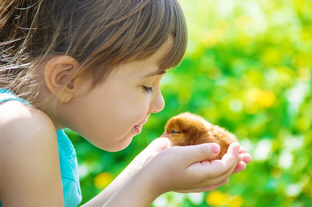El niño sostiene un pollo en sus manos. Enfoque selectivo