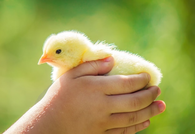 El niño sostiene un pollo en sus manos.