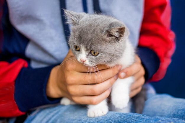 Foto niño sostiene en sus manos pequeño gatito gris scottish fold