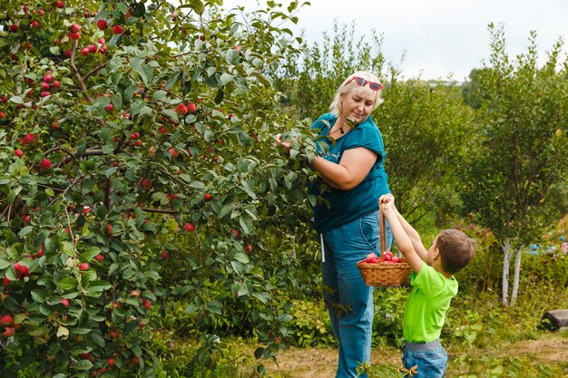 Niño con su abuela recoger y poner en la canasta manzanas jugosas orgánicas frescas