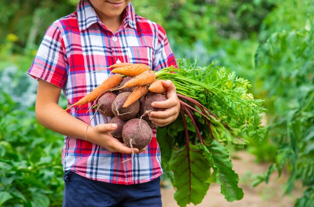 El niño tiene remolachas y zanahorias en sus manos en el jardín. Enfoque selectivo.