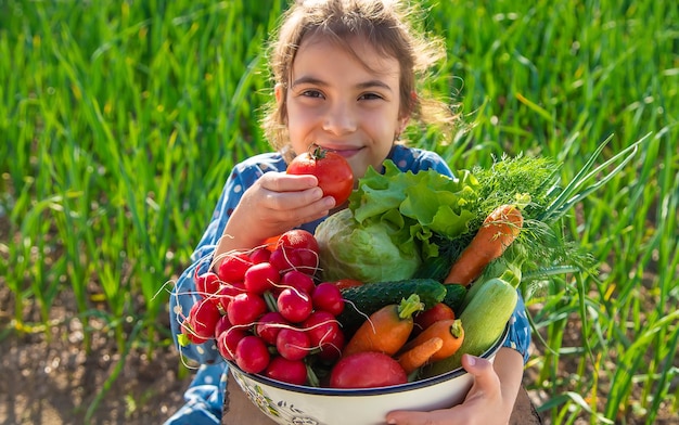 El niño tiene en sus manos muchas cosechas de verduras del jardín Enfoque selectivo