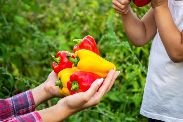 El niño tiene verduras frescas en sus manos come enfoque selectivo de pimienta