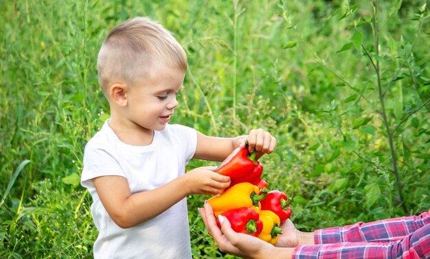 El niño tiene verduras frescas en sus manos come enfoque selectivo de pimienta