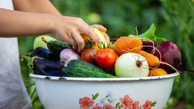 El niño tiene verduras de información en sus manos. Verduras en un cuenco en la granja. Producto ecológico de la finca. Enfoque selectivo. Naturaleza