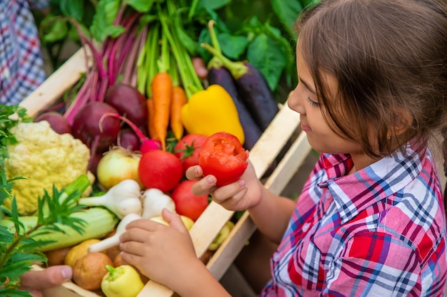 El niño tiene verduras en sus manos en el jardín. Enfoque selectivo. Naturaleza.