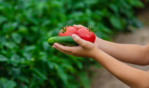 El niño tiene verduras en sus manos en el jardín. Enfoque selectivo.