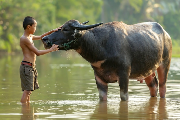 Un niño en una zona rural de Tailandia se estaba bañando para su búfalo