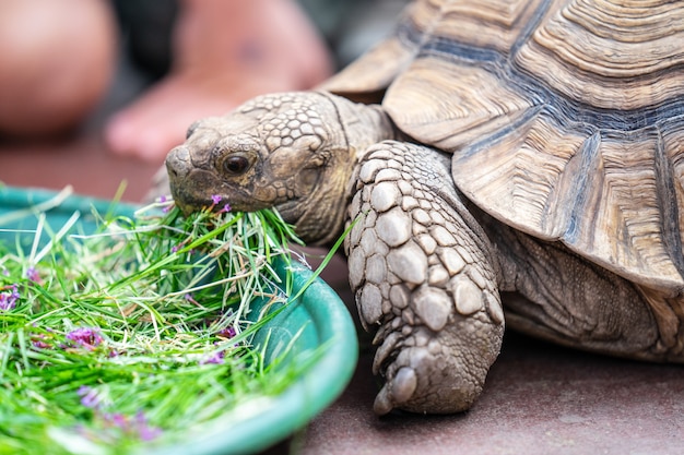 Niños alimentando tortugas en EDIMBURGO MARIPOSA e INSECTO MUNDIAL.