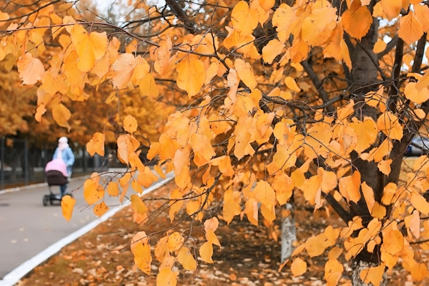 Los niños en la calle juegan otoño.