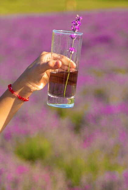 Los niños en un campo de lavanda beben limonada Enfoque selectivo Naturaleza