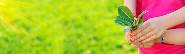 Los niños cuidan el árbol de la naturaleza en sus manos Enfoque selectivo