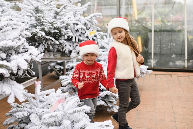 Los niños eligen un árbol de Navidad en una tienda.