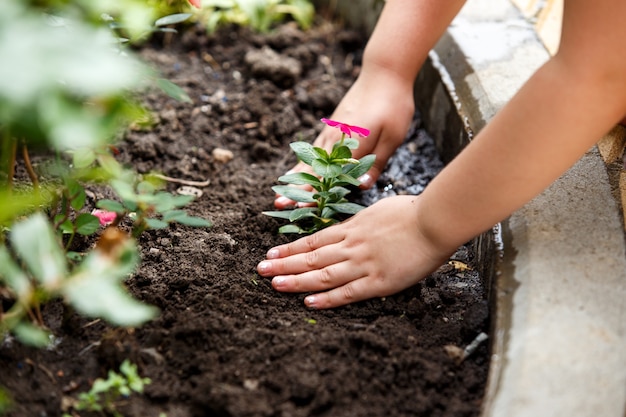 Los niños las manos alrededor de la planta verde flor joven