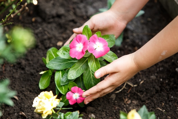 Los niños las manos alrededor de la planta verde flor joven