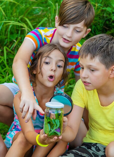 Foto los niños miran una lupa sobre la naturaleza. enfoque selectivo. naturaleza.