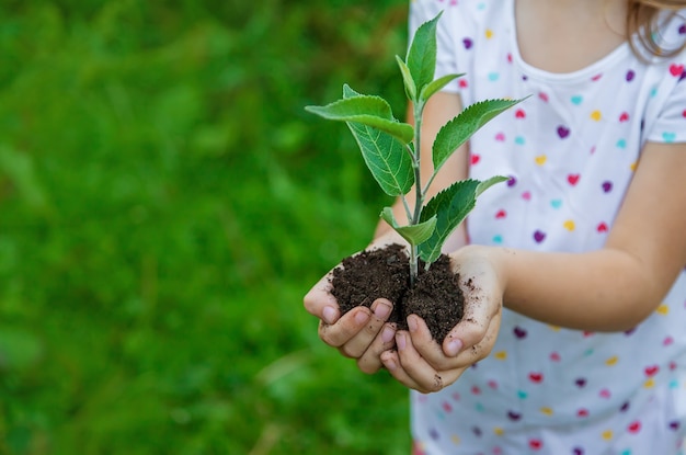 Los niños miran plantar árboles, los sostienen en sus manos. Enfoque selectivo.