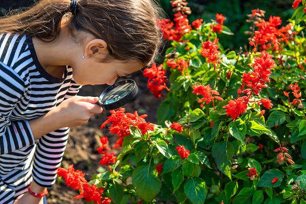 Los niños miran a través de una lupa a una planta Enfoque selectivo