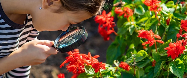 Foto los niños miran a través de una lupa a una planta enfoque selectivo