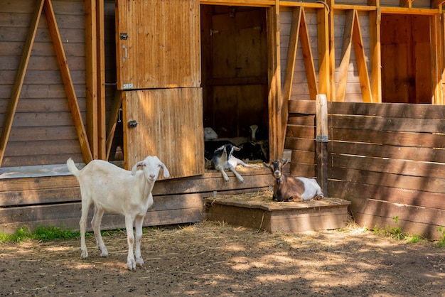 Niños pequeños en una granja en un día de verano. Mascotas adorables.