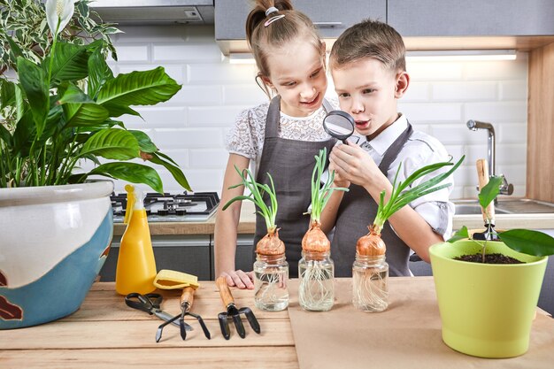 Niños pequeños con plantas sobre un fondo de cocina. Hermano y hermana cultivan flores juntos.