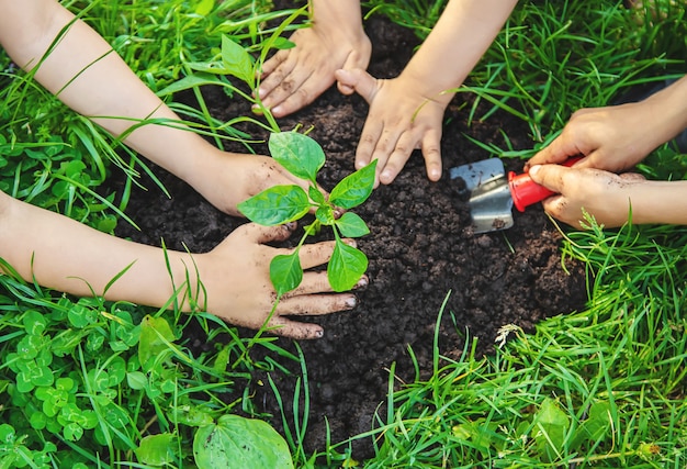 Los niños plantan plantas en el jardín. Enfoque selectivo