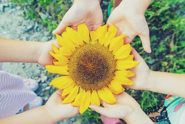 Foto los niños sostienen un girasol en sus manos