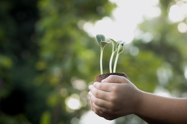 Los niños sostienen plantas que crecen en el suelo. medio ambiente Día de la Tierra En manos de árboles que cultivan semillas