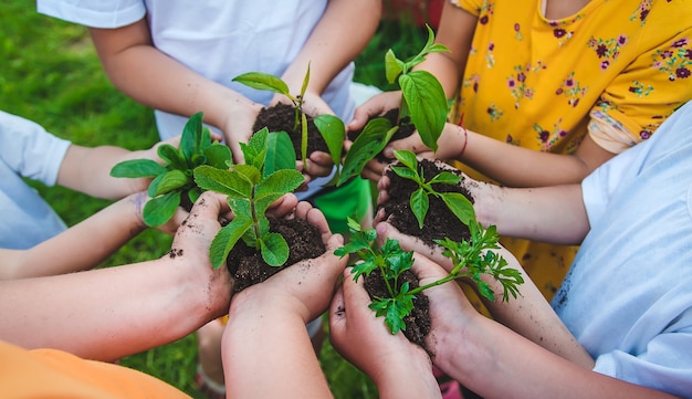 Los niños sostienen plantas en sus manos para plantar.