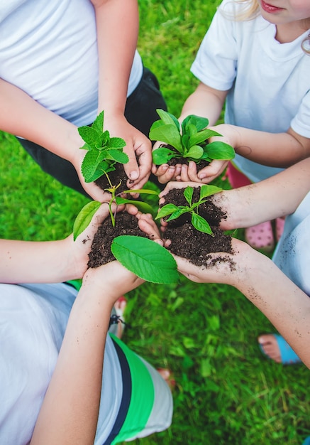 Los niños sostienen plantas en sus manos para plantar.