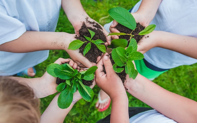 Los niños sostienen plantas en sus manos para plantar.