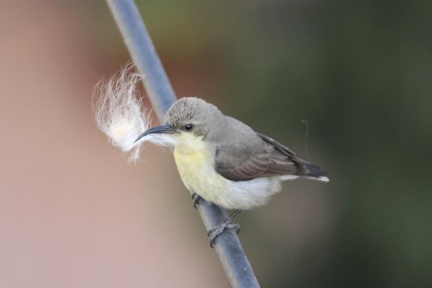 Foto nistende weibliche sonnenvogel