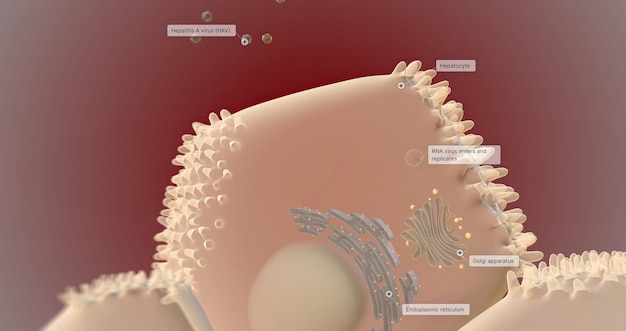 A nivel celular, el VHA del virus de la hepatitis A invade las células del hígado, los hepatocitos y se replica.