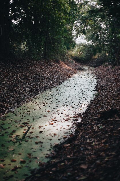 Nível da superfície da estrada no meio das árvores na floresta