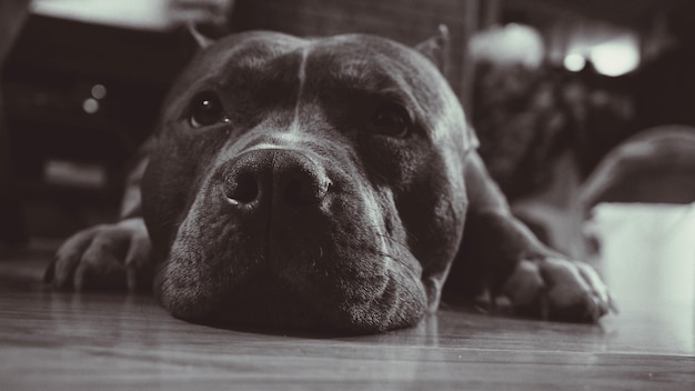 Foto nível da superfície do cão relaxando no chão