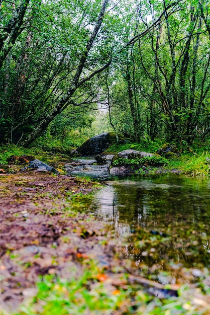 Foto nível da superfície do riacho no meio das árvores na floresta