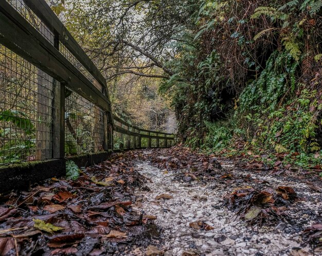 Foto nível de superfície das árvores na floresta