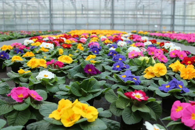 Nível de superfície das flores e folhas