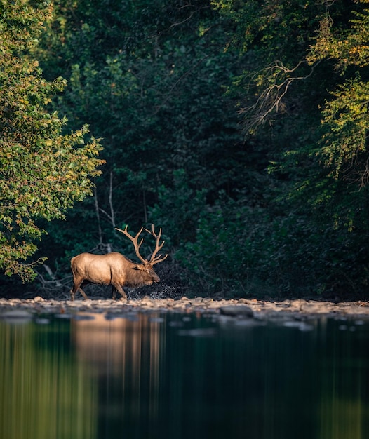 Foto nível de superfície do cervo de pé contra as árvores na floresta