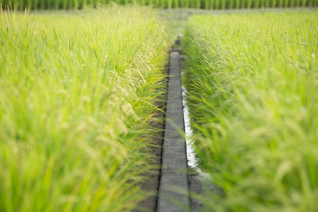 Foto nível de superfície do terreno agrícola