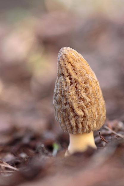 Foto nível de superfície dos cogumelos que crescem no campo