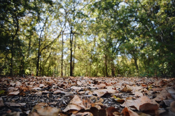 Foto nivel de superficie de los árboles en el bosque